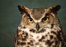 "Owl Prowl" at Northwest Park