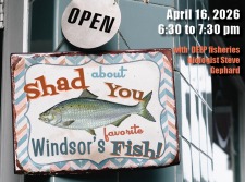Shad About You: Windsor's Favorite Fish