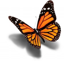 The Monarch Festival & Upcycled Challenge