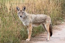 Biology & Control of Coyotes in Eastern CT