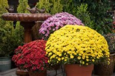 Windsor Woman's Club's Annual Mums Sale