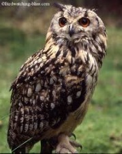 "Owl Prowl" at Northwest Park