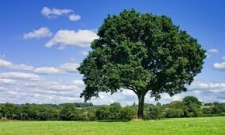 Explore CT Notable Trees with Frank Kaputa at Northwest Park