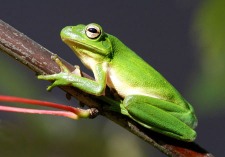 "Young Naturalists" at Northwest Park